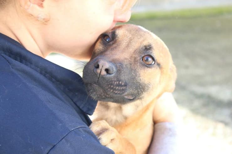 לולה (צילום: השירות הווטרינרי בירושלים) לולה