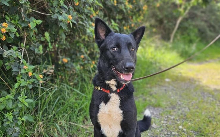 ליידי (צילום: עמותת S.O.S חיות) ליידי