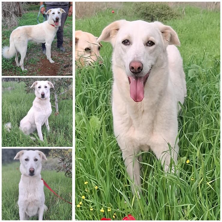 לולה (צילום: עמותת החיות ואנחנו) לולה