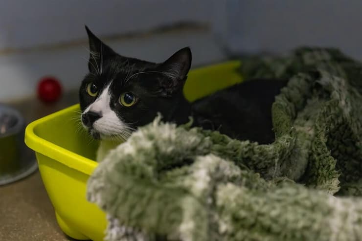 סטאר (צילום: רבקה מזרחי) סטאר