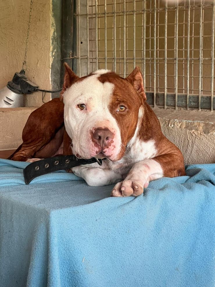 ביג מייק (צילום: עמותת גלבוע אוהבת חיות) ביג מייק