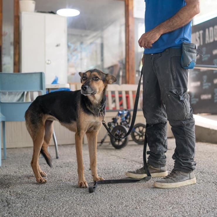 פפאיה (צילום: תנו לחיות לחיות) פאפאיה