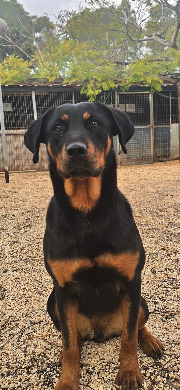 בובה ריצ'ל (צילום: עמותת גלבוע אוהבת חיות) בובה ריצ'ל