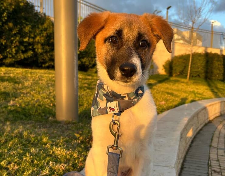 מיילו (צילום: עמותת S.O.S חיות) מיילו