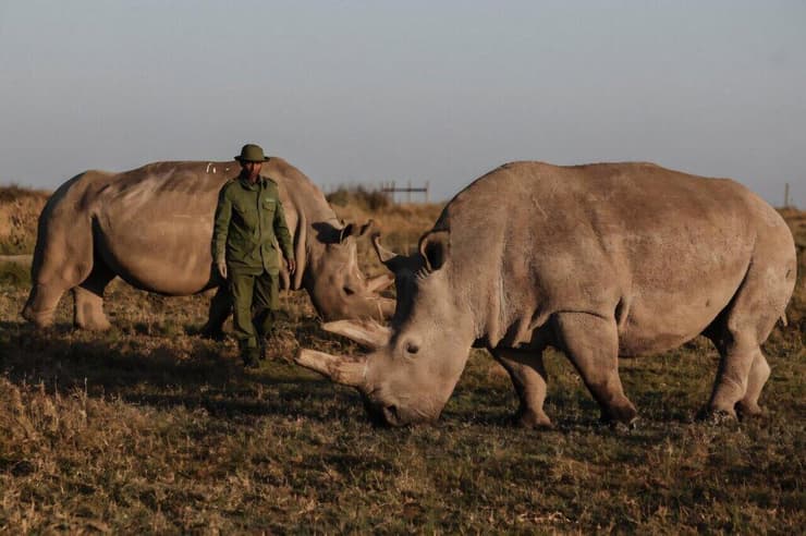 פאטו (מימין) ואמה נאג'ין, אוכלות מהעשב בשמורת אול פג'טה שבקניה