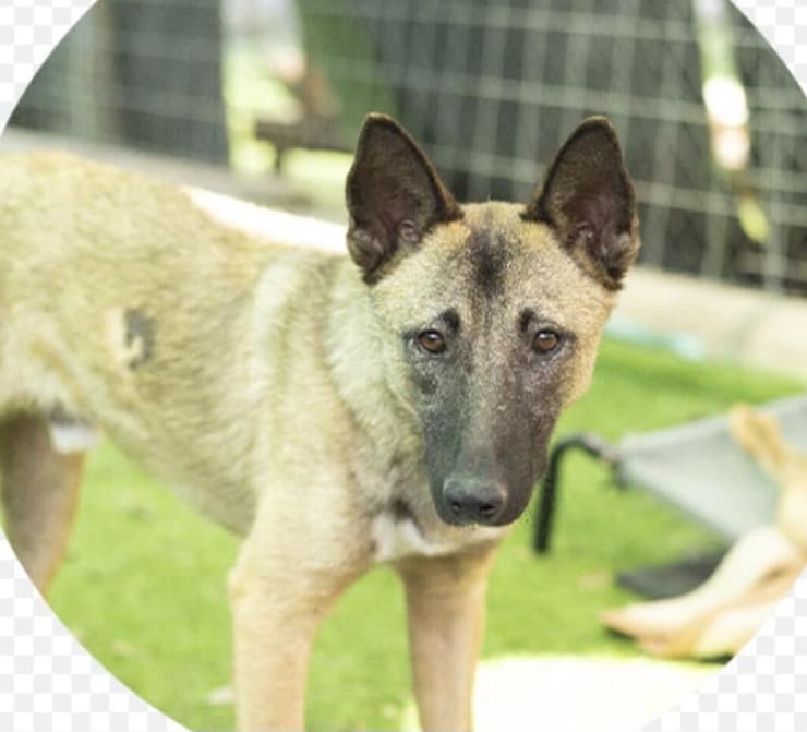 גבי (צילום: עמותת ע.ט.ל.ף) גבי