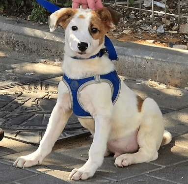 נתיב (צילום: צער בעלי חיים רמת גן והסביבה) נתיב