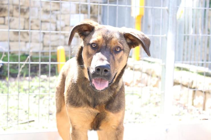 בנג'י (צילום: השירות הווטרינרי בירושלים) בנג'י