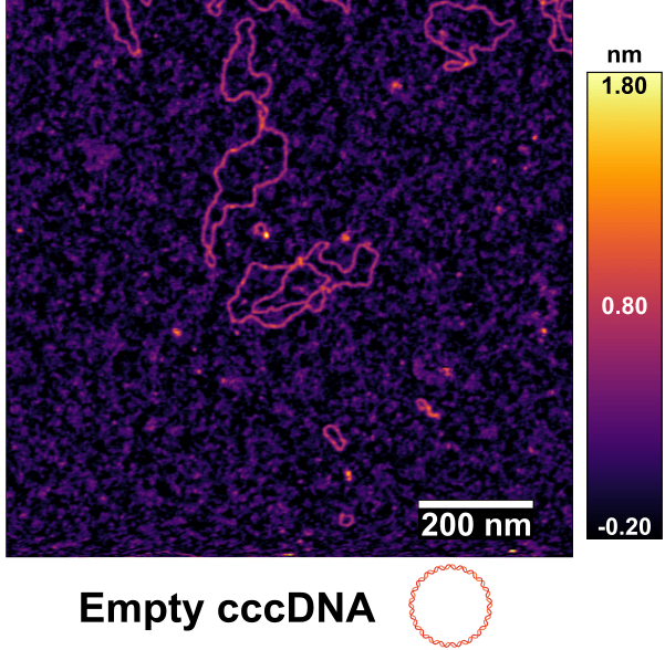 הכרומוזום הסינתטי של וירוס הפטיטיס B המורכב מ-DNA ויראלי וחלבונים אנושיים מחקר ד"ר יעל דוד