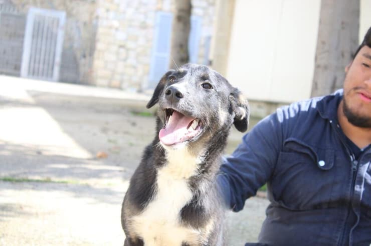 צ'לסי (צילום: השירות הווטרינרי בירושלים) צ'לסי