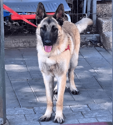 לוסי (צילום: צער בעלי חיים רמת גן והסביבה) לוסי