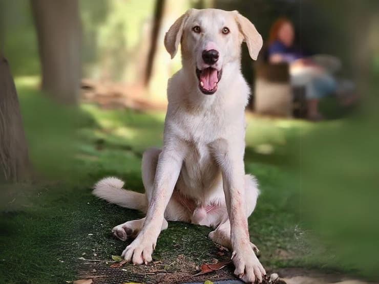 דרק (צילום: עמותת כלבלאב) דרק