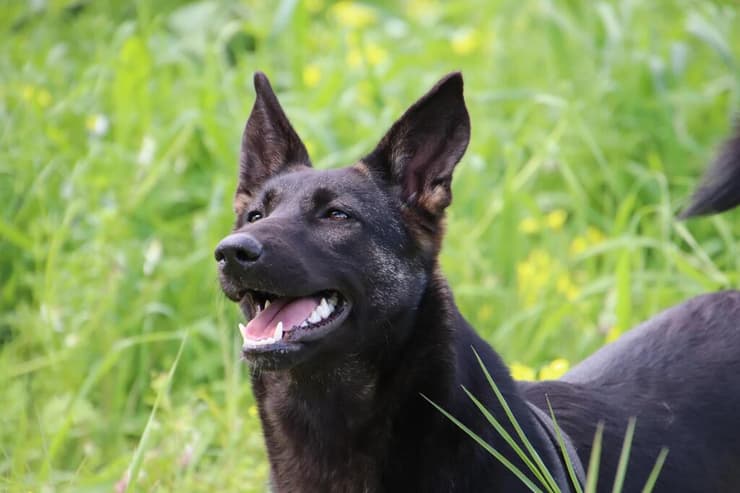לי (צילום: שירי ארן) לי
