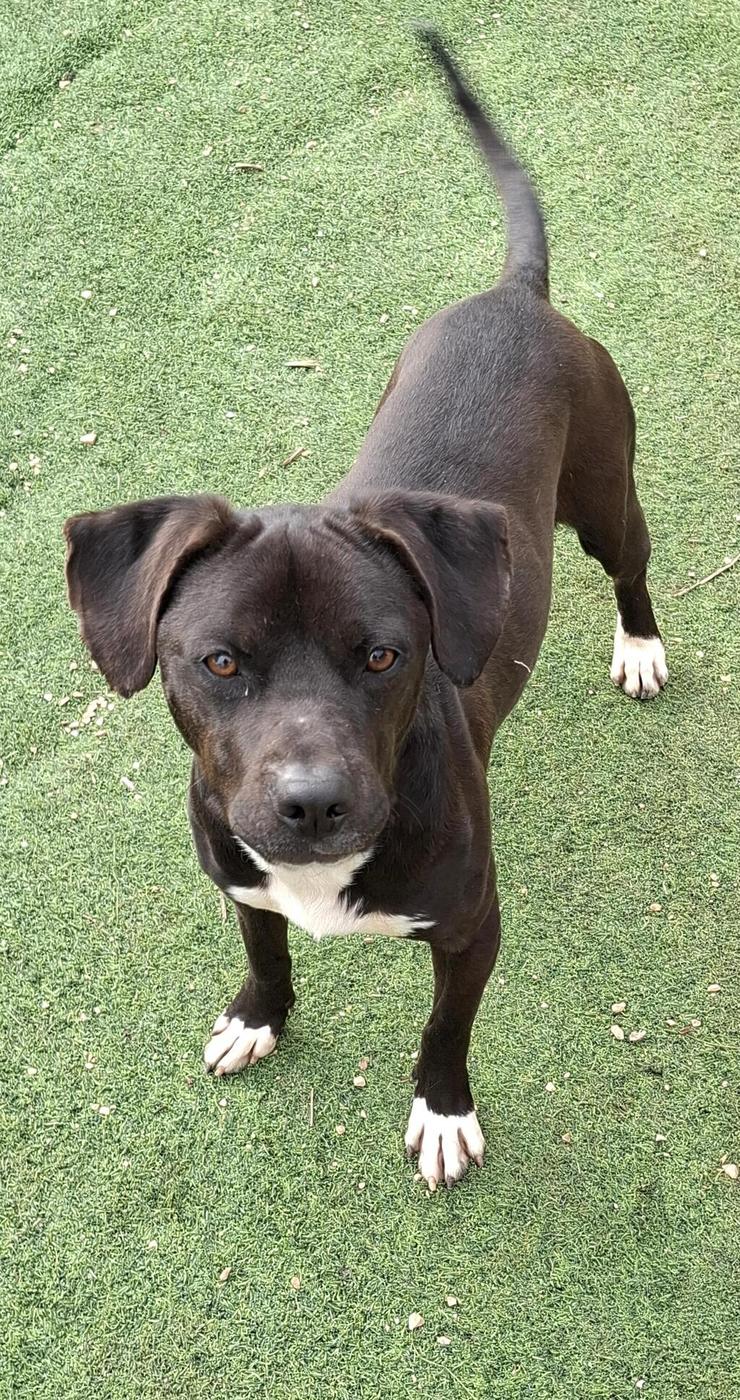 אליקו (צילום: עמותת החיות ואנחנו) אליקו