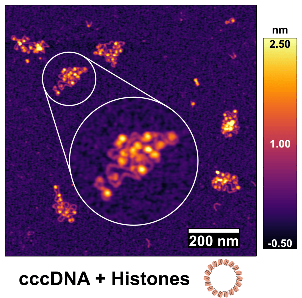 ה-DNA הסינתטי של וירוס הפטיטיס B שהחוקרים בצוות של ד"ר יעל דוד יצרו