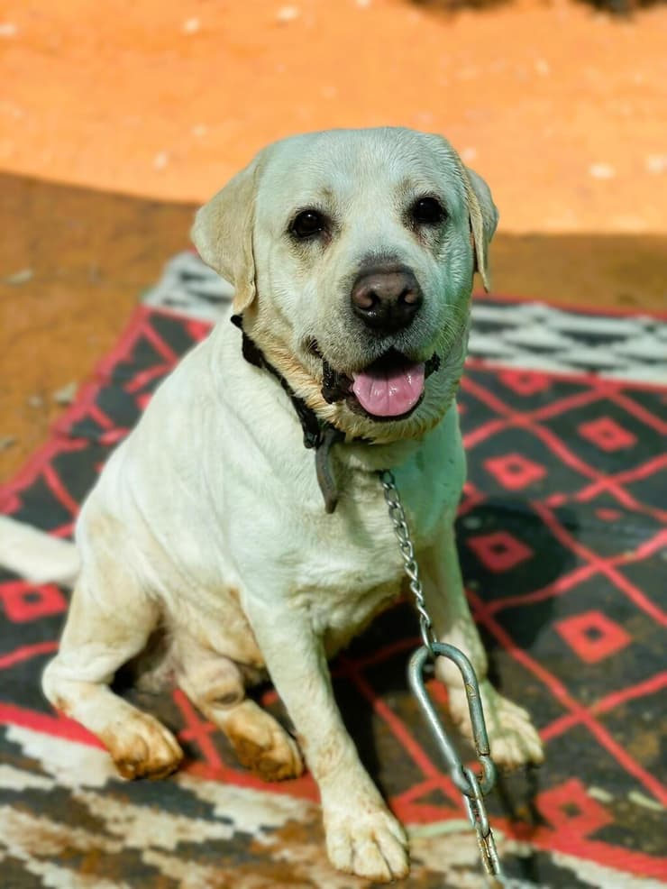 בונו (צילום: עמותת להתחיל מחדש) בונו