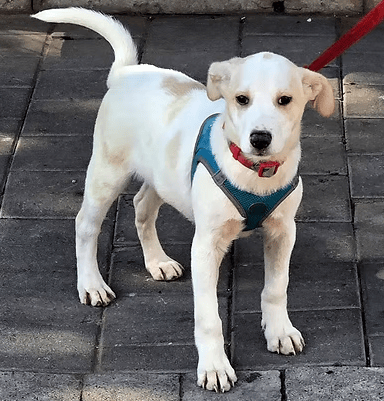 בארי (צילום: צער בעלי חיים רמת גן והסביבה) בארי