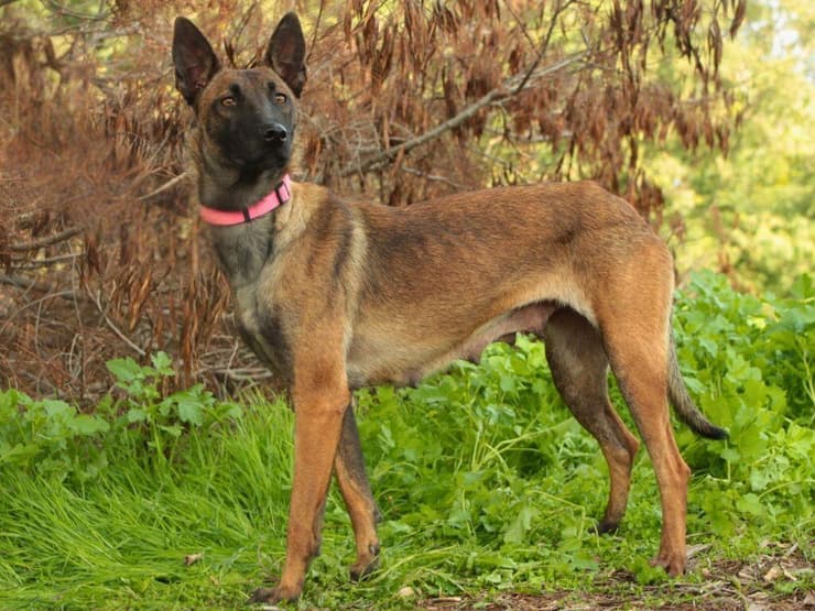 דורי (צילום: עמותת כלבלאב) דורי