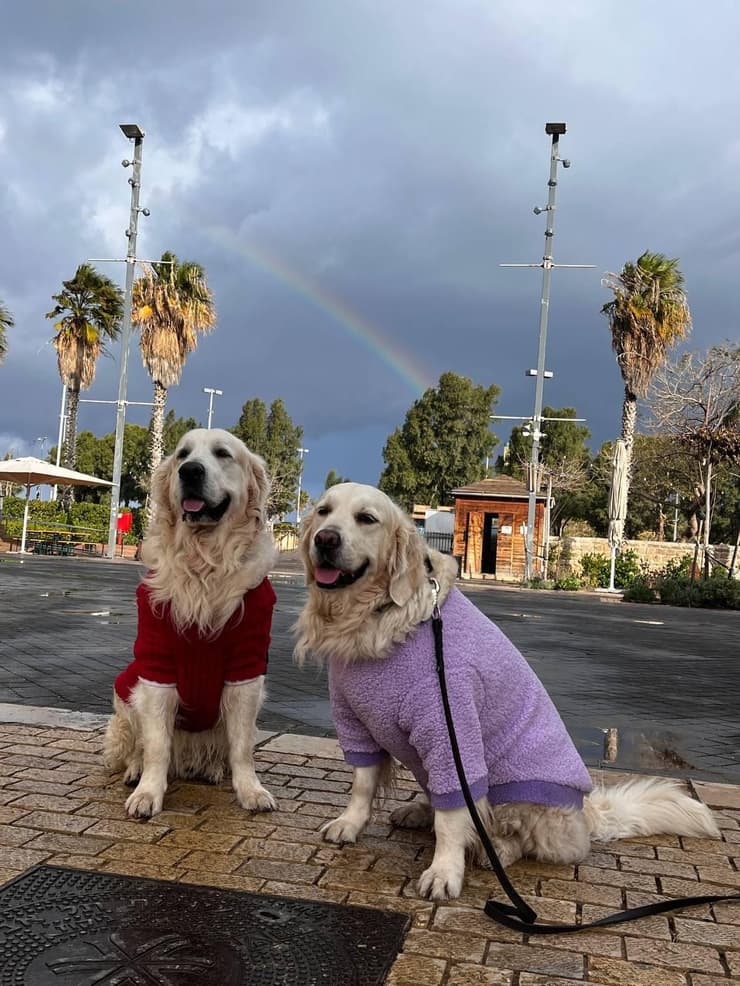 הגולדנים וגאס ואודין מתל אביב מתכוננים לקורל הגולדנים וגאס ואודין מתכוננים לקורל