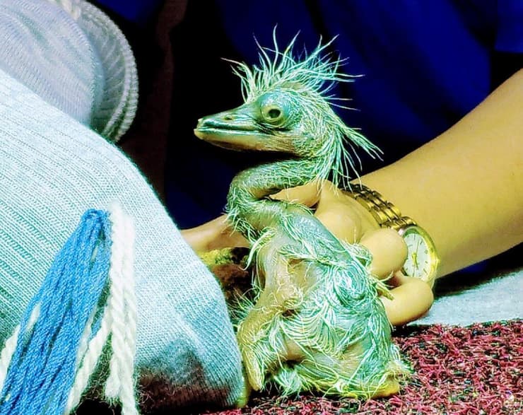 אחד מגוזלי האנפה הקיסרית, שבקע מביצה שנאספה מהטבע במרכז לשימור האנפה הקיסרית בבהוטן