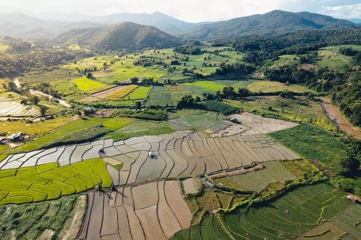 שדות אורז ליד העיירה פאי