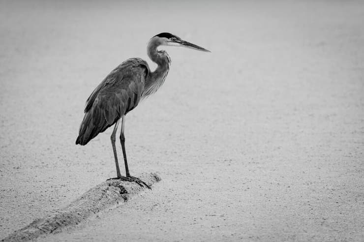 אנפה קיסרית