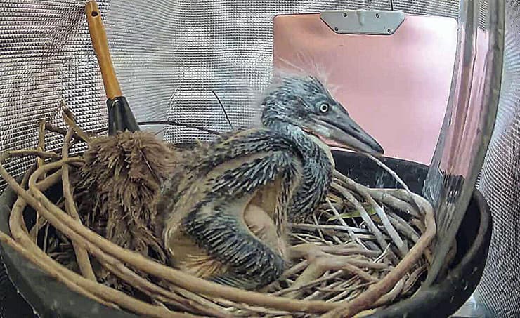 אחד מגוזלי האנפה הקיסרית, שגודל בהצלחה במרכז לשימור שבבהוטן, בהדרכת מומחי גידול בשבי של עופות מיפן