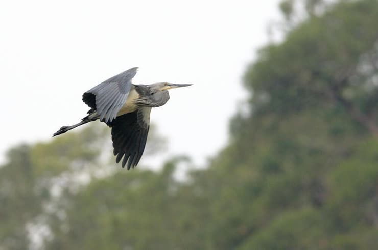 אנפה קיסרית