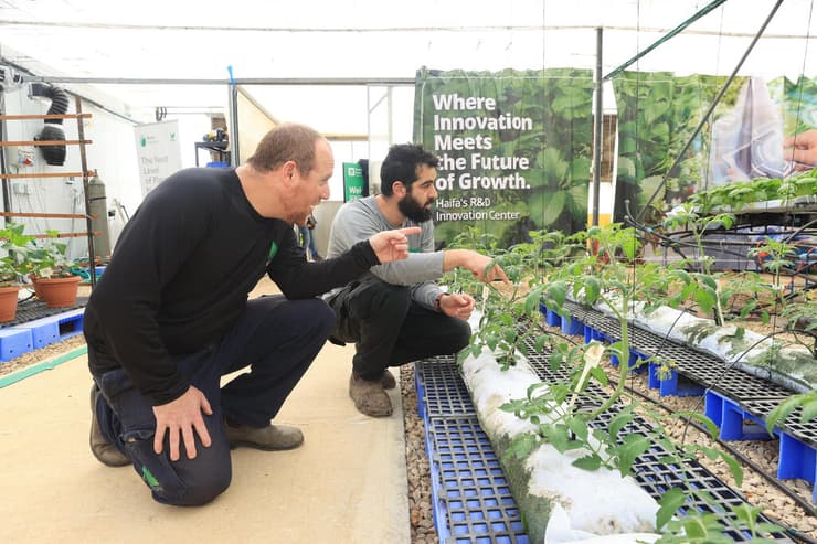 אבנר גולן ונמרוד מיטב ליד מערכת המשקלים בחממת הניסויים ב"חוות אהרונסון" (אלעד גרשגורן) אבנר גולן ונמרוד מיטב ליד מערכת המשקלים בחממה