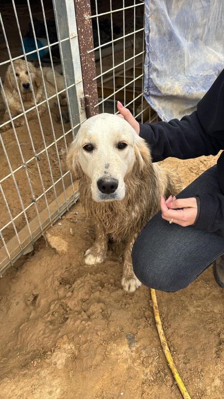 ליבי ולולה והחזקו בתנאים קשים