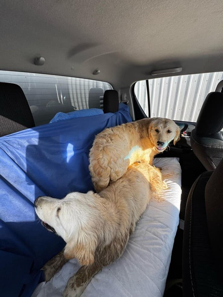 ליבי ולולה ברכב של לוחמי מג"ב