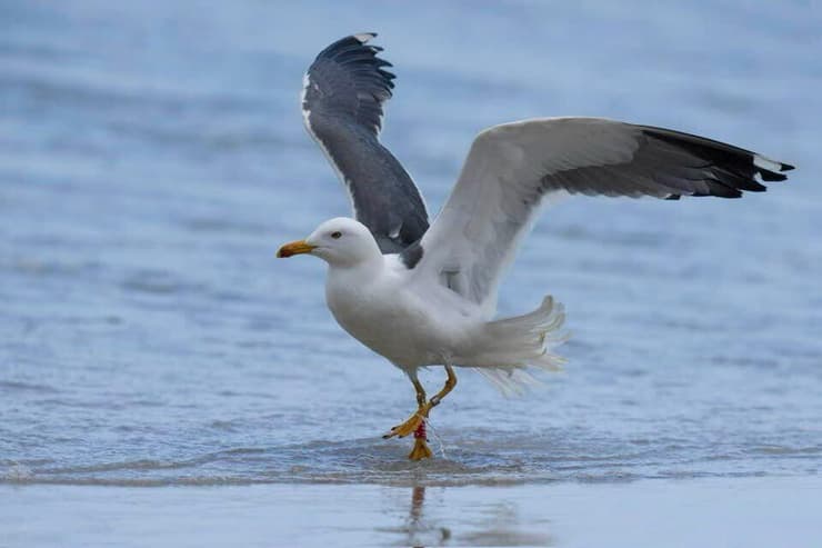 השחף הסיבירי, בזמן שהיה בישראל אשתקד