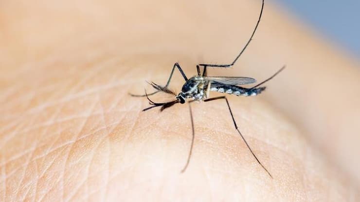 יתוש אנופלס