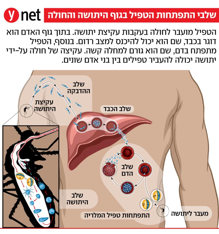 התפתחות מלריה בגוף