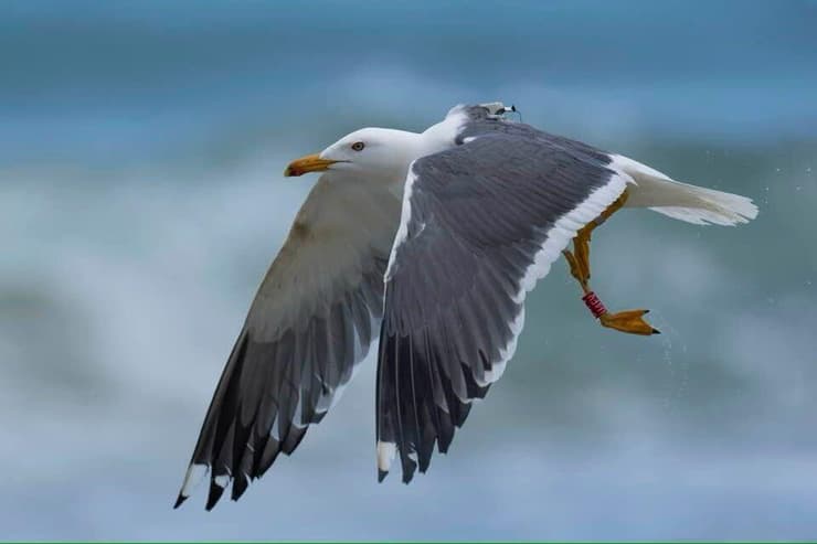 השחף הסיבירי שמושדר