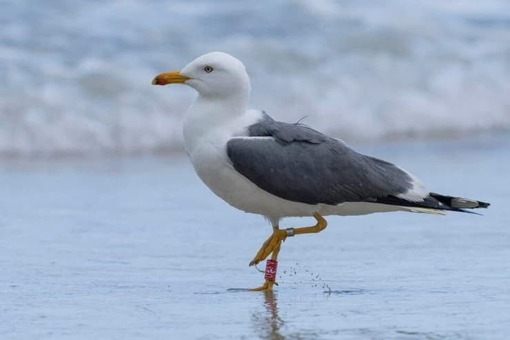 הראשון שמושדר לישראל