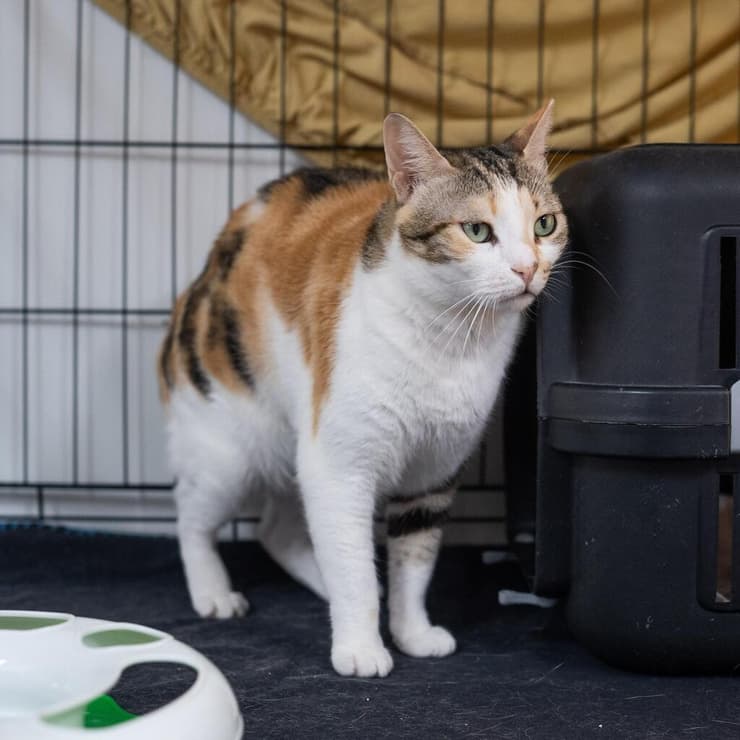 בנימינה (צילום: תנו לחיות לחיות) בנימינה