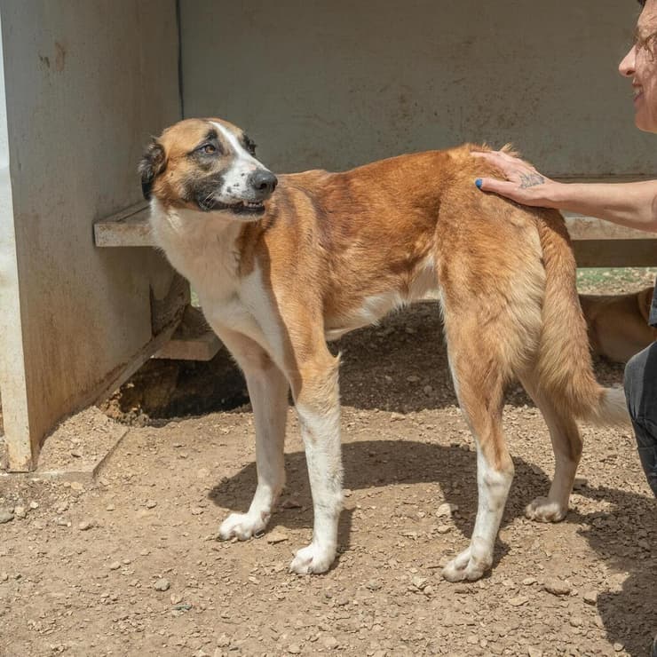 קונגו (צילום: תנו לחיות לחיות) קונגו