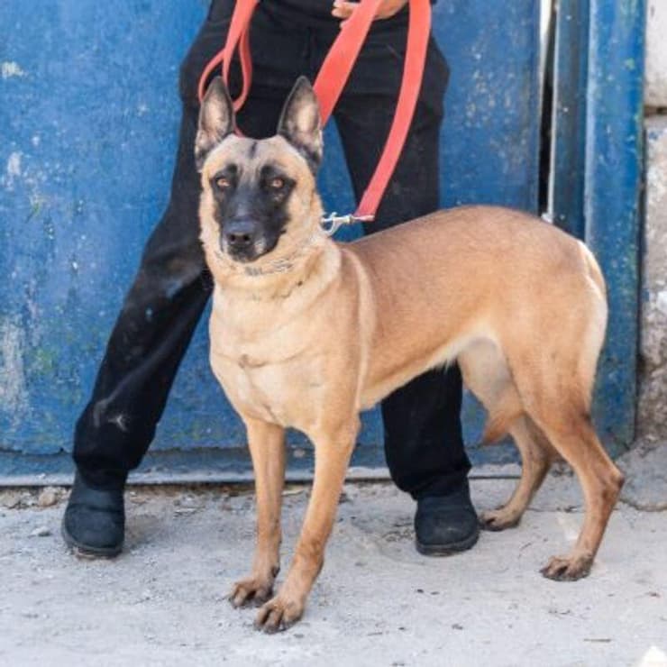 זארה (צילום: צער בעלי חיים ירושלים) זארה