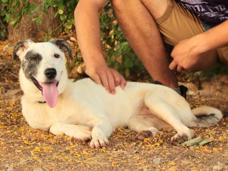 נונה (צילום: עמותת כלבלאב) נונה