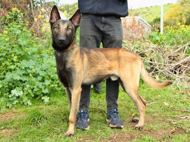 בוב (צילום: עמותת כלבלאב) בוב