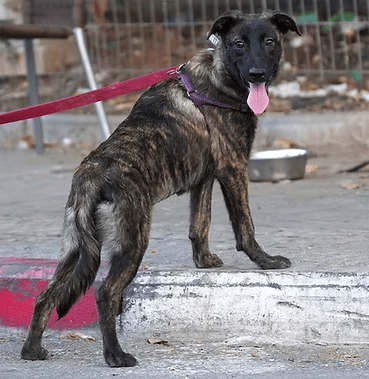 כוכבה (צילום: צער בעלי חיי רמת גן והסביבה) כוכבה