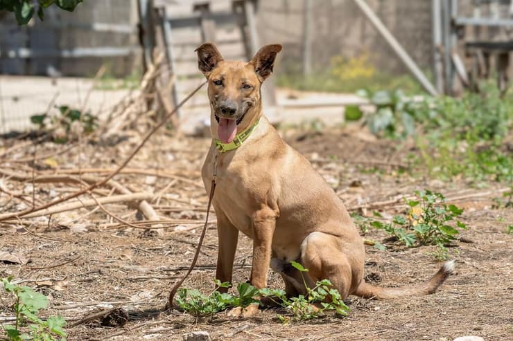 ניקו (צילום: רבקה מזרחי) ניקו