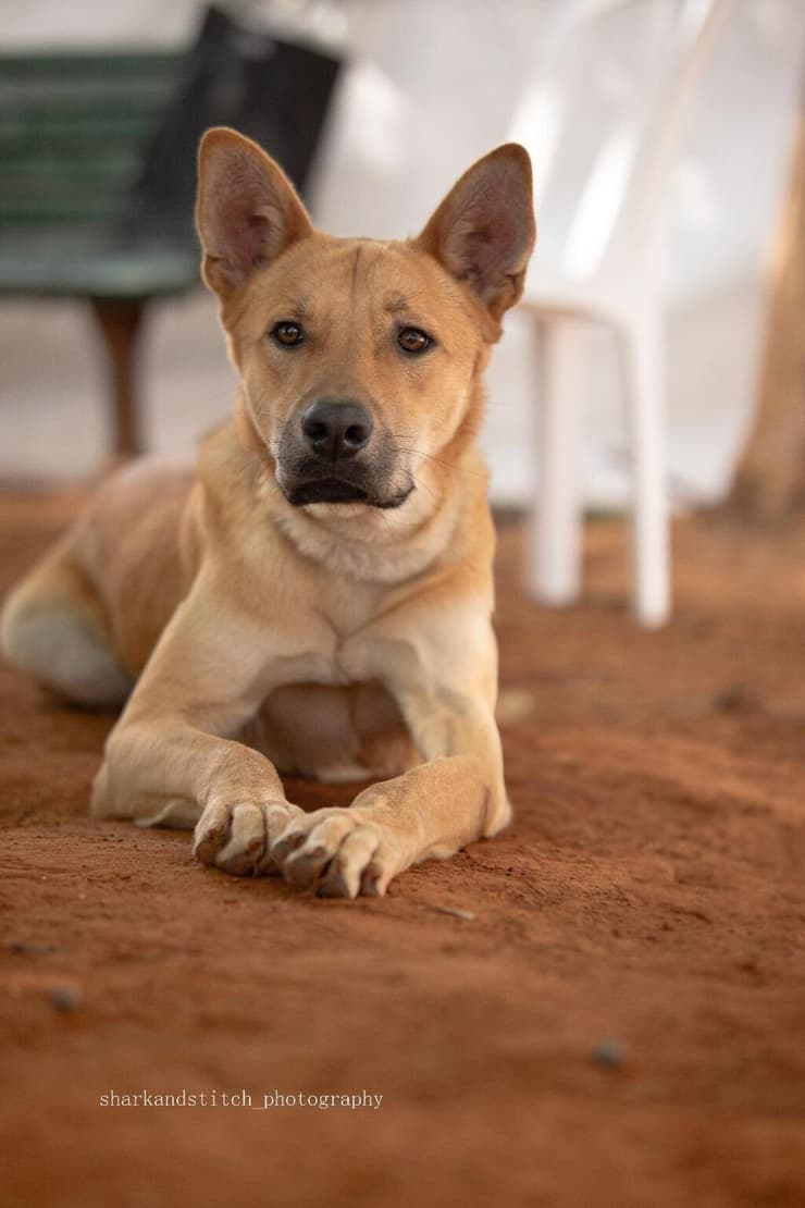 קרמבו (צילום: sharkandstich Photografy) קרמבו