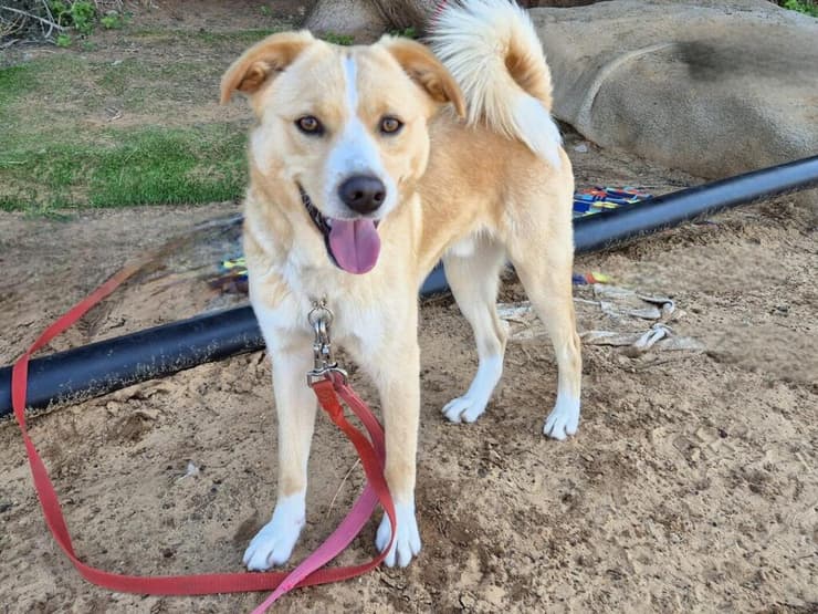 סטורמי (צילום: עמותת חבר לי) סטורמי