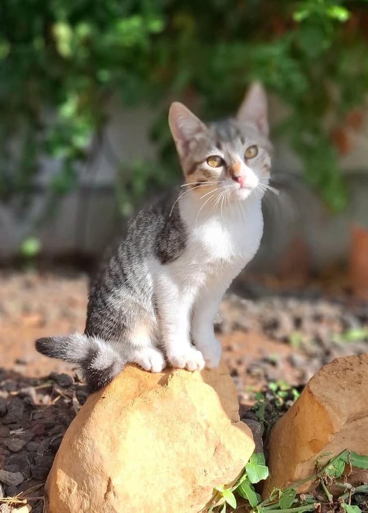 בן (צילום:עמותת החיות ואנחנו) בן