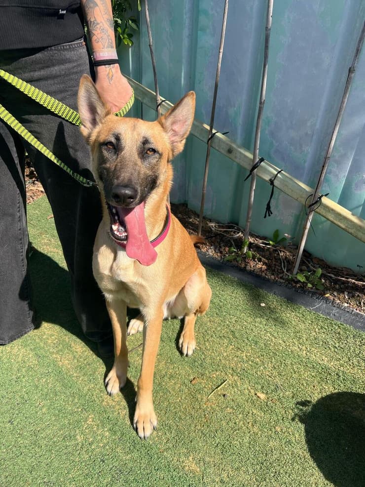 אוסקר (צילום: עמותת בשביל בעלי החיים) אוסקר