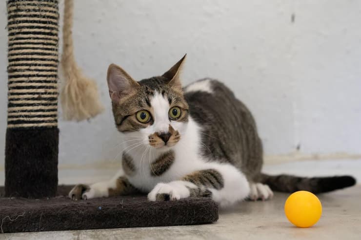 דייגו (צילום: רבקה מזרחי) דייגו