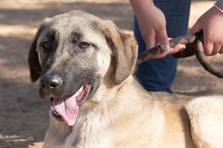 פדריקו (צילום: רבקה מזרחי) פדריקו