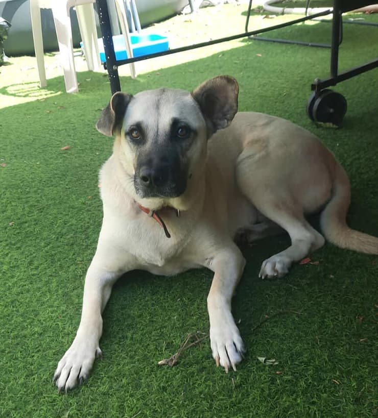 לאלי (צילום: עמותת בשביל בעלי החיים) לאלי